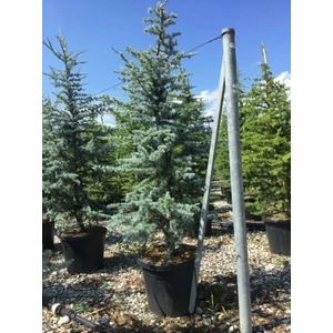 Kék atlasz cédrus  CEDRUS ATLANTICA GLAUCA 175/200 K35