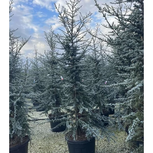 Kék atlasz cédrus  CEDRUS ATLANTICA GLAUCA 250/300 K110