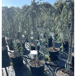 Kék csüngő atlasz cédrus CEDRUS ATLANTICA GLAUCA PENDULA T1/2 K18