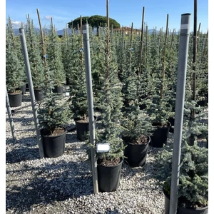 Atlasz cédrus   CEDRUS ATLANTICA SILBERSPITZ 125/150 K25