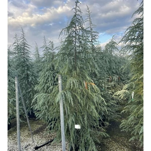 Himalájai cédrus   CEDRUS DEODARA 250/300 K70