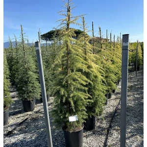 Sárga himalájai cédrus  CEDRUS DEODARA AUREA 150/175 K25