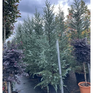 Kék himalájai cédrus  CEDRUS DEODARA BUSH ELECTRA 250/300 K110
