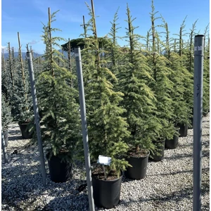 Sárga himalájai cédrus  CEDRUS DEODARA KELLY GOLD 150/175 K25 