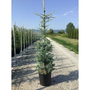Himalájai cédrus   CEDRUS DEODARA ROBUSTA GLAUCA 175/200 K35
