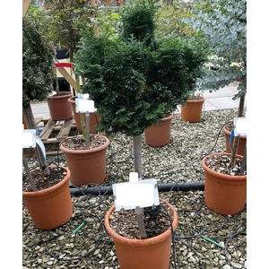Hinoki hamisciprus  CHAMAECYPARIS OBTUSA NANA GRACILIS T1/4 K9