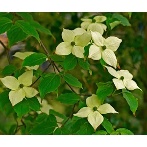 Csillagsom CORNUS KOUSA CHINA GIRL 125/150 K18
