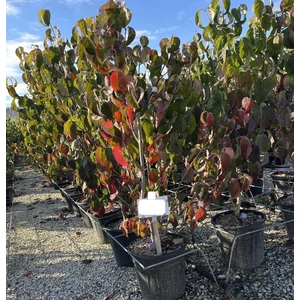 Virágos som CORNUS FLORIDA RUBRA K5