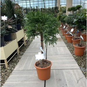 Törpe japán szugifenyő  CRYPTOMERIA JAPONICA GLOBOSA NANA T1/4 K9