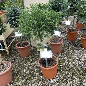 Törpe japán szugifenyő  CRYPTOMERIA JAPONICA LITTLE CHAMPION T1/4 K9