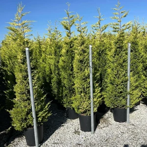 Arany lombú leyland ciprus CUPRESSOCYPARIS LEYLANDII GOLD RIDER 175/200 K25
