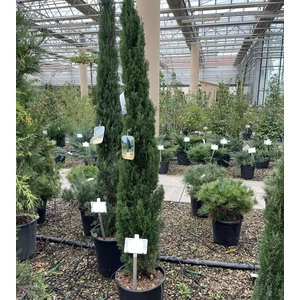 Toszkán ciprus  CUPRESSUS SEMPERVIRENS PYRAMIDALIS 125/150 K15