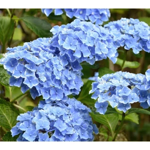 Kerti hortenzia   HYDRANGEA MACROPHYLLA MAMAN BLUE K20
