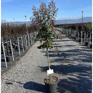 Kínai selyemmirtusz  LAGERSTROEMIA INDICA RHAPSODY IN PINK (R) T1/2 K15