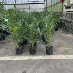 Datolyapálma PHOENIX CANARIENSIS 60/80 K3