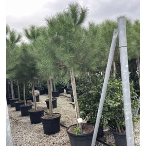 Mandulafenyő  PINUS PINEA T200 18/20 K90