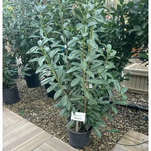 Kaukázusi babérmeggy  PRUNUS LAUROCERASUS CAUCASICA 80/100 K10