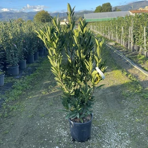 Közönséges babérmeggy PRUNUS LAUROCERASUS RENAULT ACE 125/150 K18 