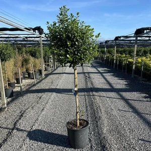Téli bangita   VIBURNUM TINUS EVE PRICE T1/2 K18