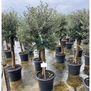 Olajfa  OLEA EUROPAEA T1/2 K35