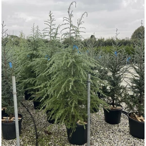 Himalájai cédrus   CEDRUS DEODARA 150/175 K35