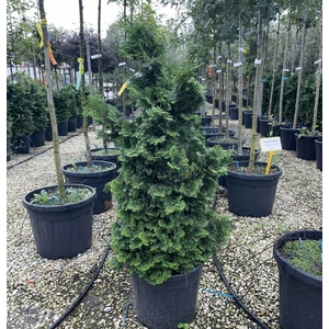 Hinoki hamisciprusCHAMAECYPARIS OBTUSA NANA GRACILIS 100/120 K18