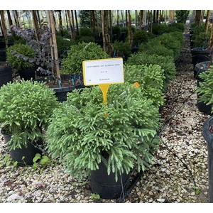 Törpe japán szugifenyő  CRYPTOMERIA JAPONICA GLOBOSA NANA 20/30 K10