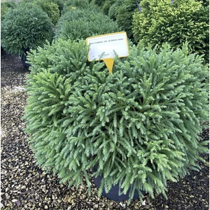 Törpe japán szugifenyő CRYPTOMERIA JAPONICA GLOBOSA NANA 50/60 K25