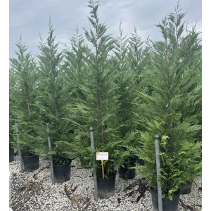 Leyland ciprus CUPRESSOCYPARIS LEYLANDII 200/250 K25