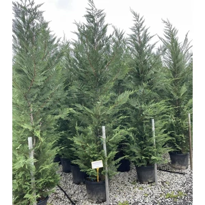 Leyland ciprus CUPRESSOCYPARIS LEYLANDII 275/300 K35
