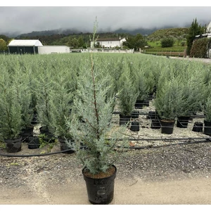 Oszlopos, kék arizoniai ciprus CUPRESSUS ARIZONICA FASTIGIATA 80/100 K9