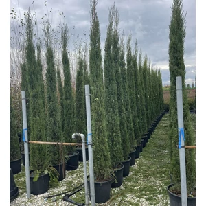 Toszkán ciprus  CUPRESSUS SEMPERVIRENS PYRAMIDALIS 300/320 K35
