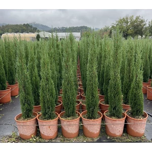 Európai ciprus   CUPRESSUS SEMPERVIRENS TOTEM 80/100 K9