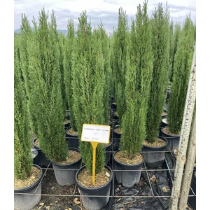Európai ciprus   CUPRESSUS SEMPERVIRENS TOTEM 100/120 K9