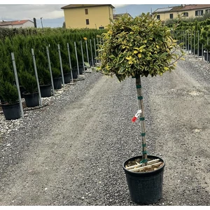 Tarka levelű ezüstfa  ELAEAGNUS EBBINGEI VIVELEG T1/2 K25