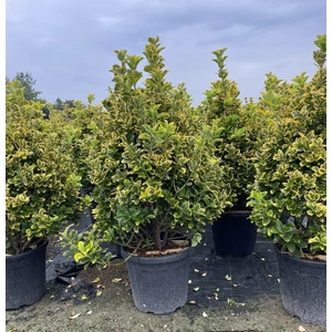 Japán kecskerágó   EUONYMUS JAPONICUS ELEGANTISSIMUS AUREUS 80/100 K25