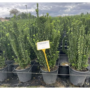 Japán kecskerágó    EUONYMUS JAPONICUS BENKOMASAKI ERECTA 70/+ K9