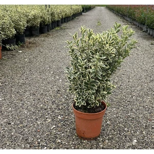 Japán kecskerágó EUONYMUS JAPONICUS BRAVO 60/80 K9