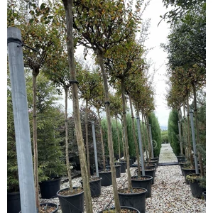 Kínai selyemmirtusz   LAGERSTROEMIA INDICA T200 14/16 K55