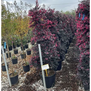 Kínai rojtosvirág   LOROPETALUM CHINENSE BLACK PEARL 150/175 K35