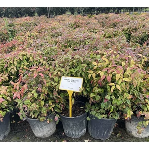 Japán szentfa   NANDINA DOMESTICA FIRE POWER K9
