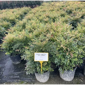 Japán szentfa   NANDINA DOMESTICA GULF STREAM K9