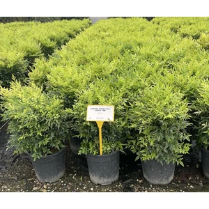 Japán szentfa   NANDINA DOMESTICA LEMON LIME K9
