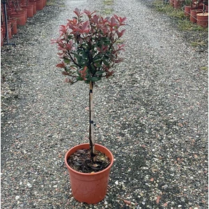 Örökzöld korallberkenye   PHOTINIA FRASERI LITTLE RED ROBIN T1/4 K7