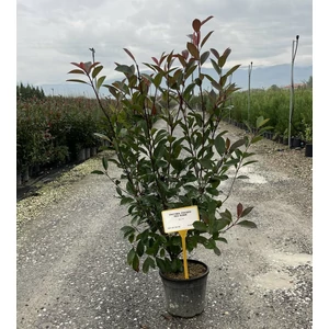 Örökzöld korallberkenye   PHOTINIA FRASERI RED ROBIN 80/100 K9