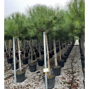 Mandulafenyő PINUS PINEA T130/150 14/16 K35