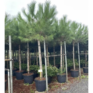 Mandulafenyő PINUS PINEA T160/180 18/20 K70