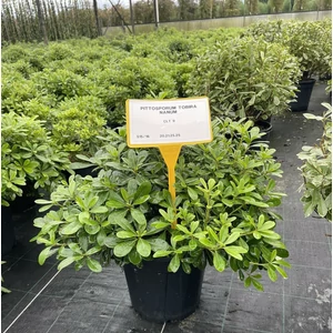 Törpe kínai enyvesmag PITTOSPORUM TOBIRA NANUM 40/+ K9