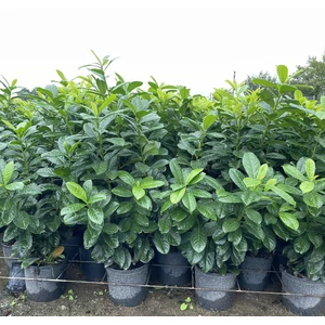 Közönséges babérmeggy   PRUNUS LAUROCERASUS NOVITA 80/100 K9