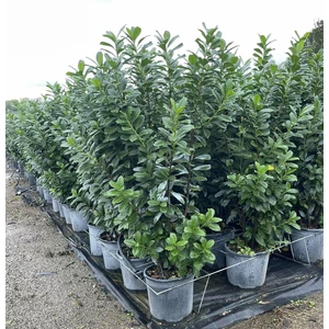Közönséges babérmeggy   PRUNUS LAUROCERASUS NOVITA 125/150 K18